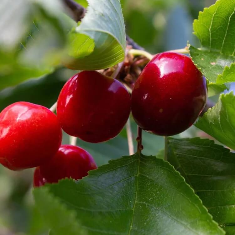 red montmorency sour cherry tree seeds