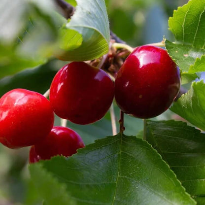 red montmorency sour cherry tree seeds