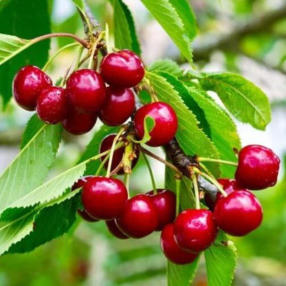 red montmorency sour cherry tree seeds