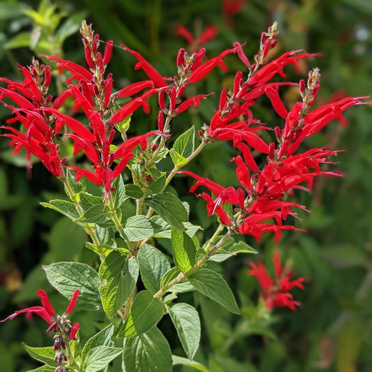 red pineapple sage seeds