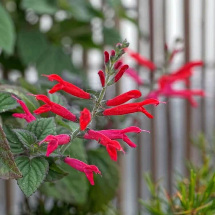 red pineapple sage seeds