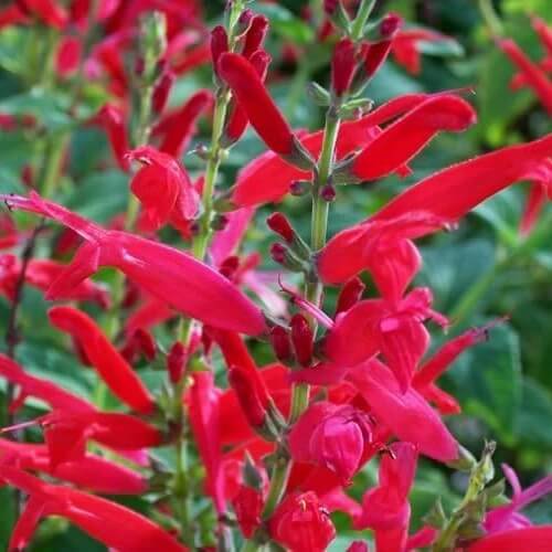 red pineapple sage seeds