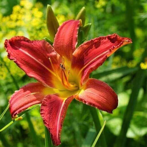 red purple daylily seeds