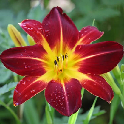 red purple daylily seeds