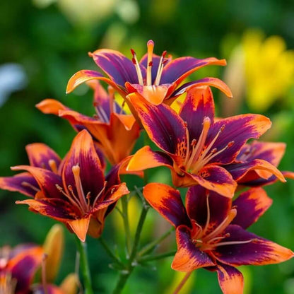 red purple daylily seeds