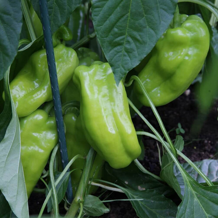 Giant Marconi Pepper Seeds - Vegetable Plant