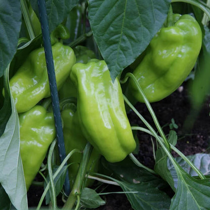 Giant Marconi Pepper Seeds - Vegetable Plant