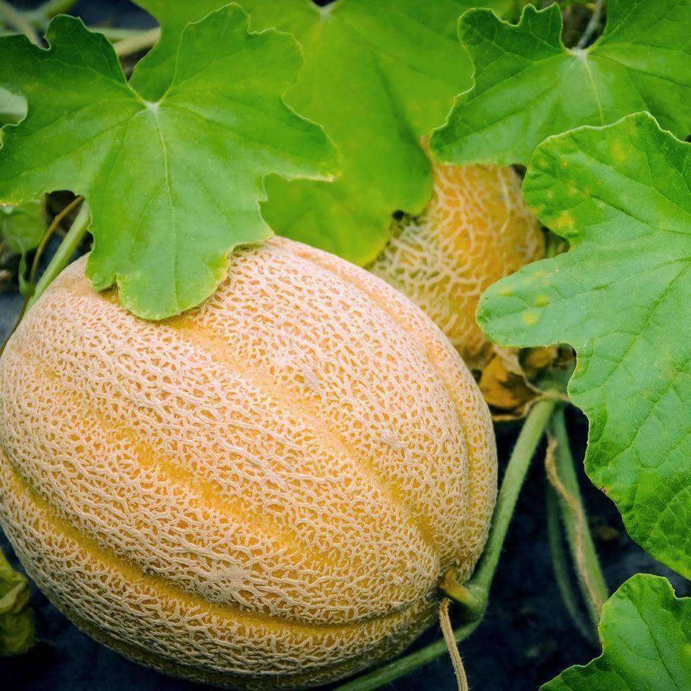Hales Best Jumbo Cantaloupe Seeds - Fruit Plant