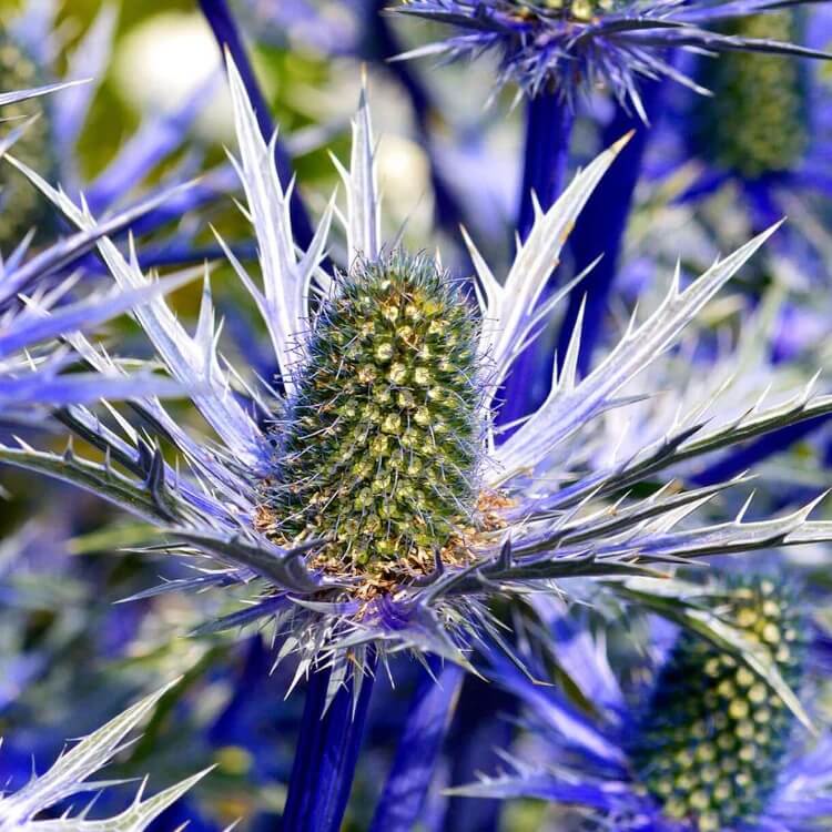 sea holly seeds