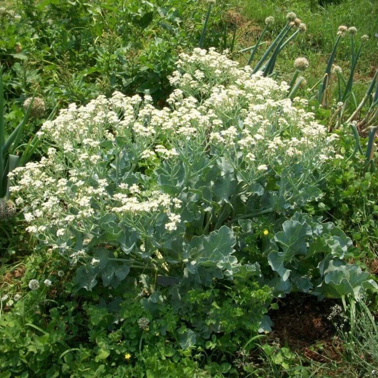 sea kale seeds for planting