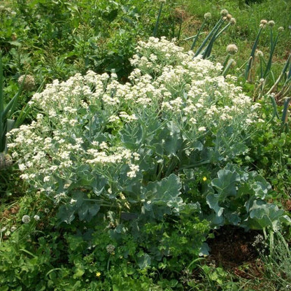 sea kale seeds for planting
