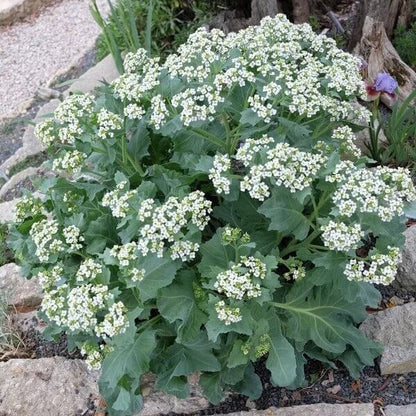 sea kale seeds for planting