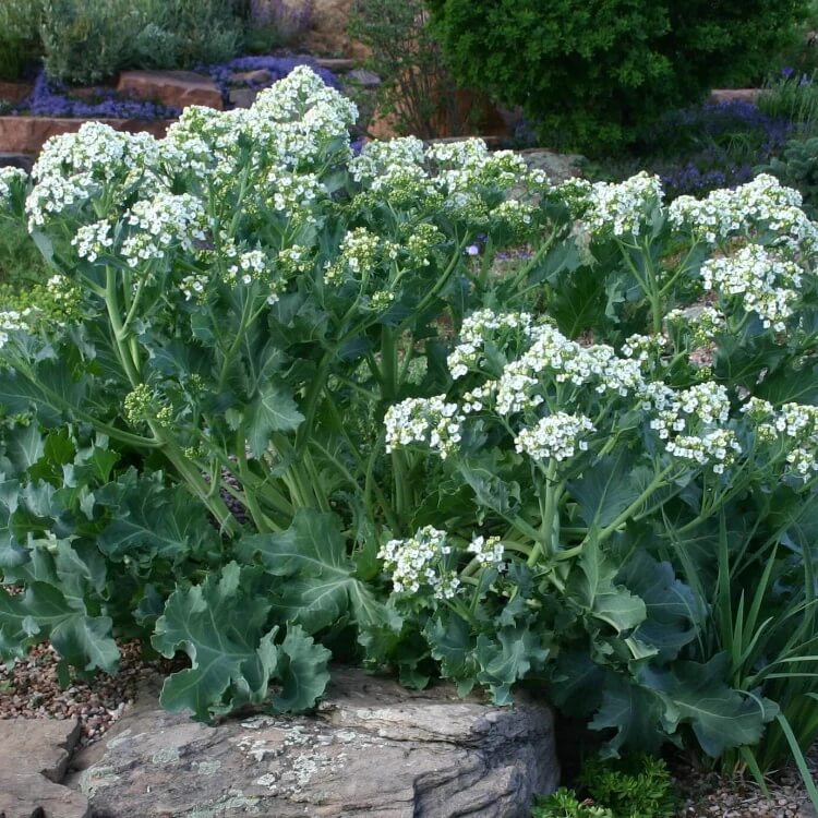 sea kale seeds for planting