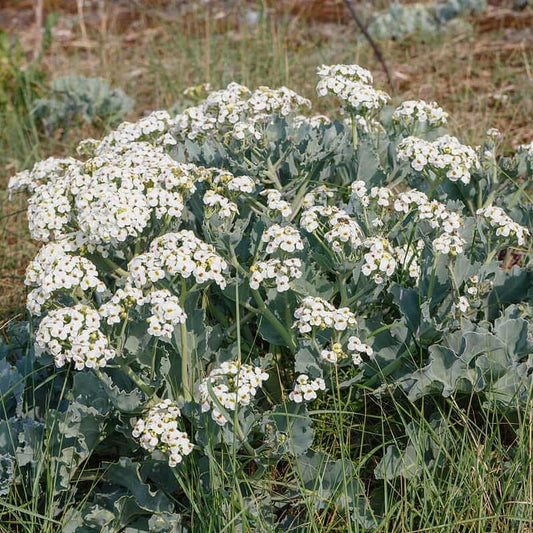 sea kale seeds for planting
