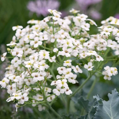 sea kale seeds for planting