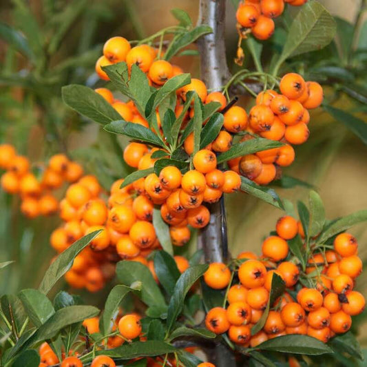seaberry seeds