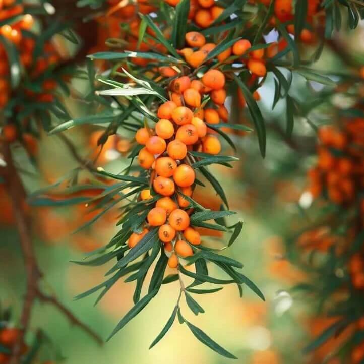 seaberry seeds