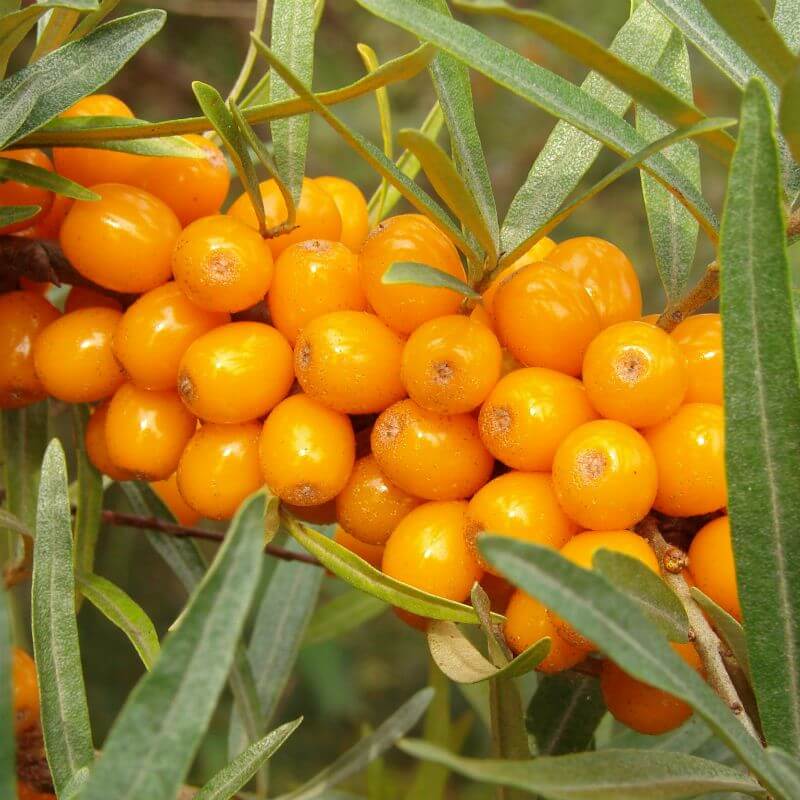 seaberry seeds