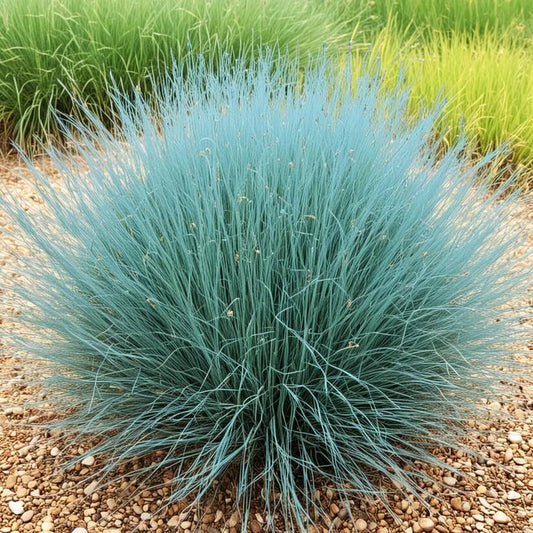 sheep fescue seeds
