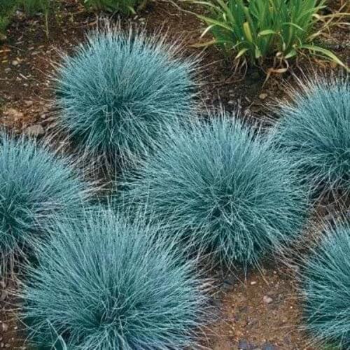 sheep fescue seeds