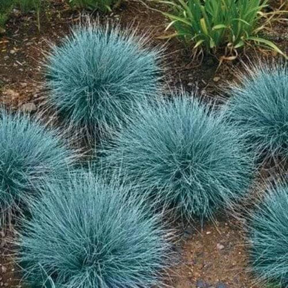 sheep fescue seeds