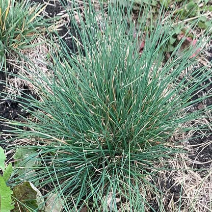 sheep fescue seeds
