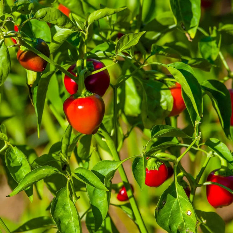 Cherry Pepper Seeds  - Vegetable Plant