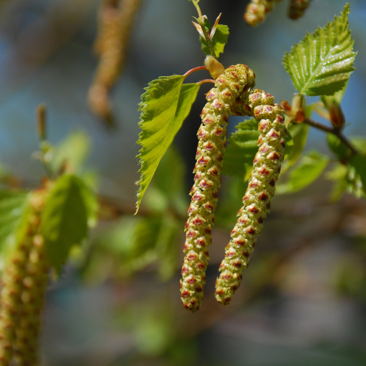 silver birch tree seeds