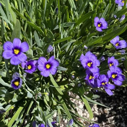 sisyrinchium bellum seeds