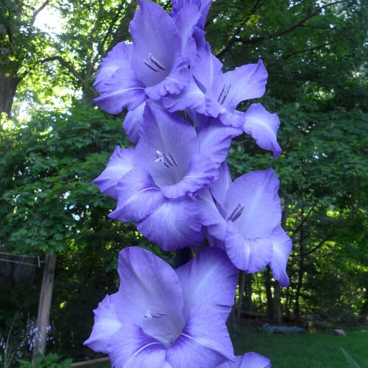 sky blue Gladiolus Seeds