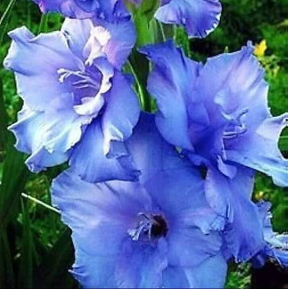 sky blue Gladiolus Seeds