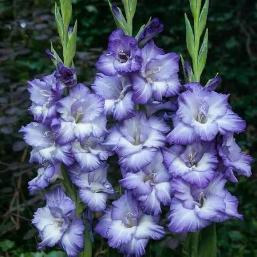 sky blue Gladiolus Seeds