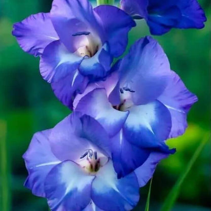sky blue Gladiolus Seeds