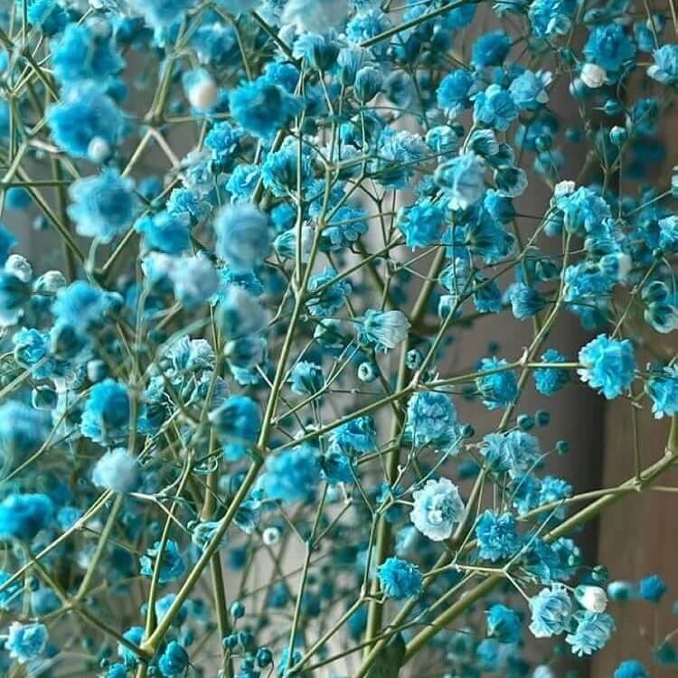 sky blue Gypsophila  Seeds