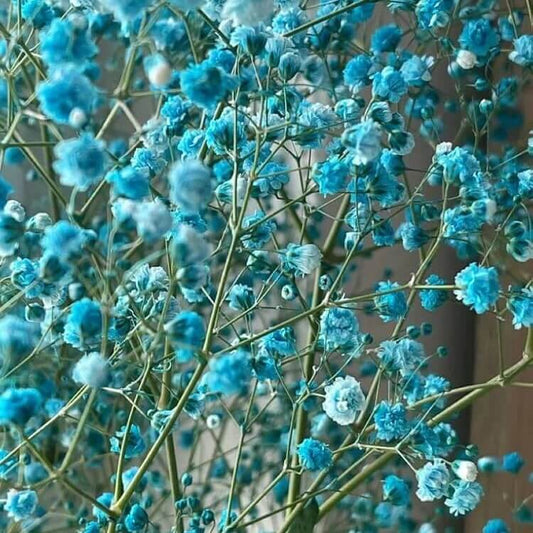 sky blue Gypsophila  Seeds