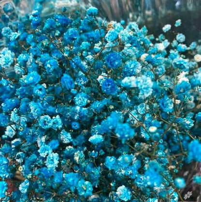 sky blue Gypsophila  Seeds