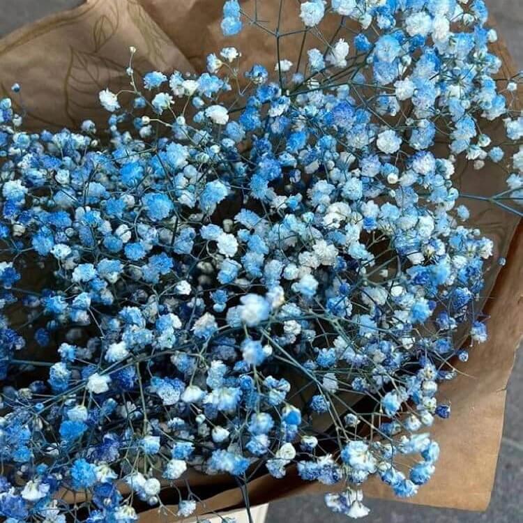 sky blue Gypsophila  Seeds