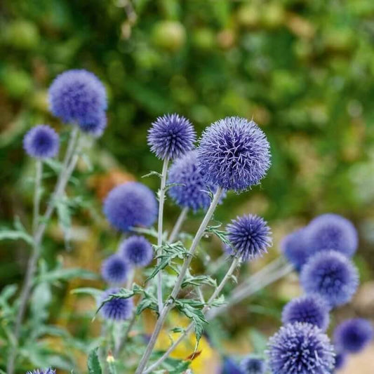 southern globe thistle seeds