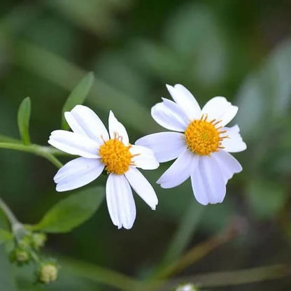 spanish needle seeds