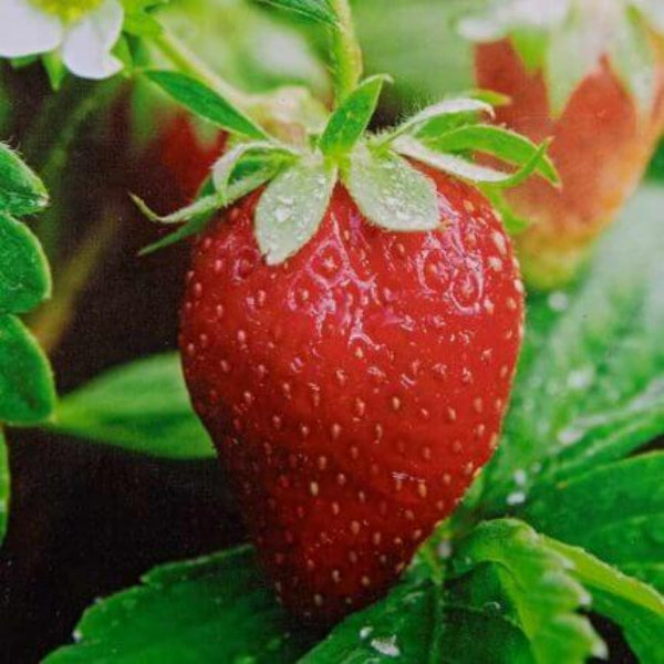Organic Strawberry Seeds - Fruit Plant