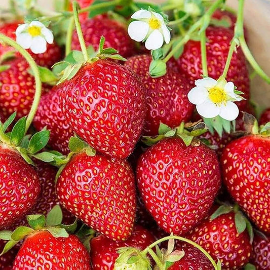 strawberry seeds