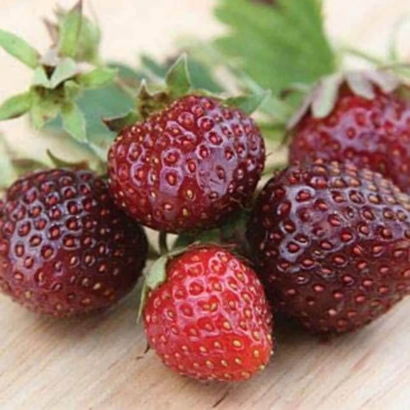 strawberry seeds