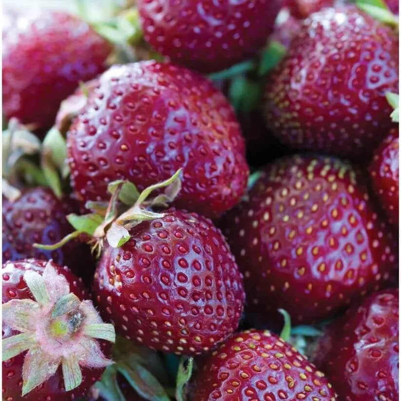 strawberry seeds