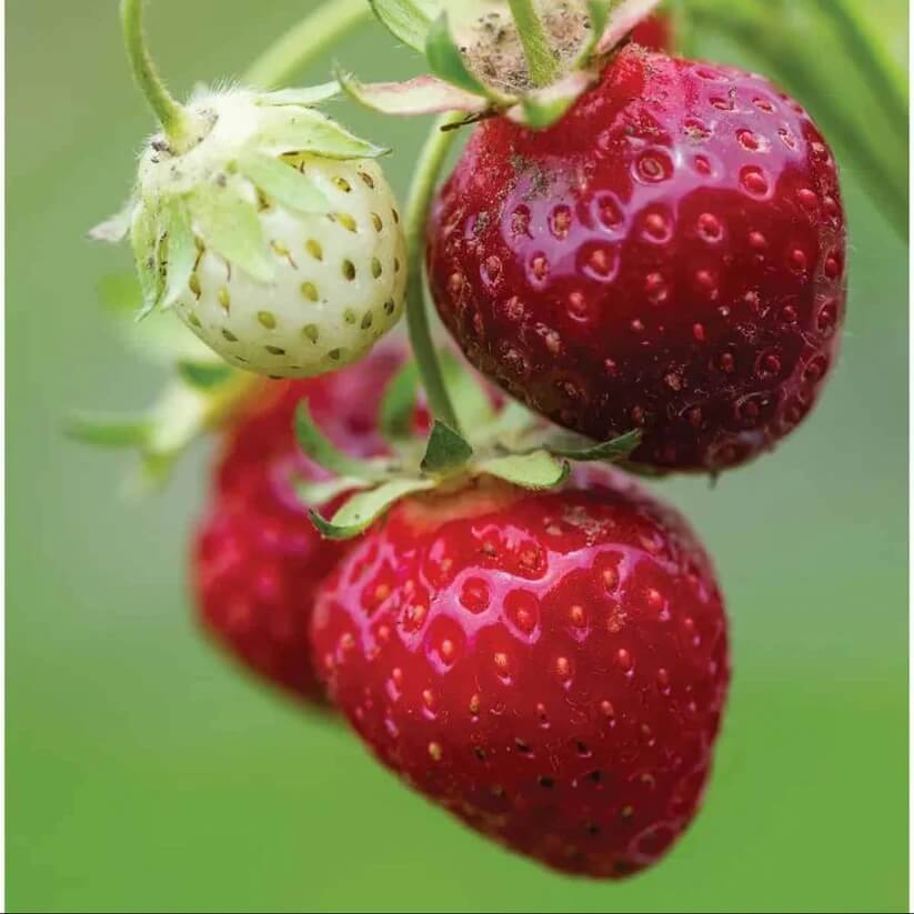 strawberry seeds