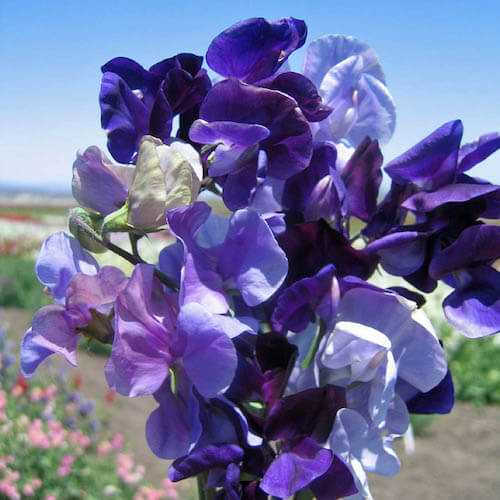 Deep Blue Sweet Pea Seeds - Flower Plant