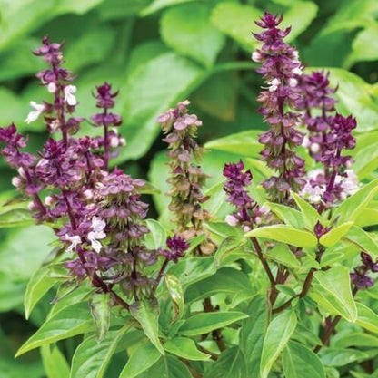 sweet Basil Seeds -Herbal Plant