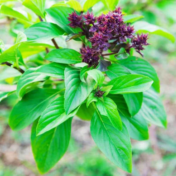 sweet Basil Seeds -Herbal Plant