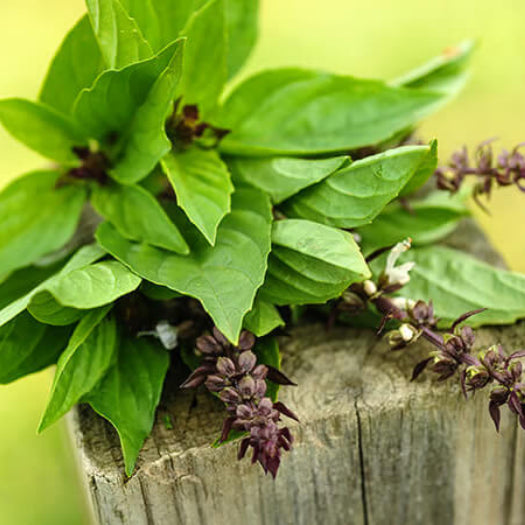sweet Basil Seeds -Herbal Plant