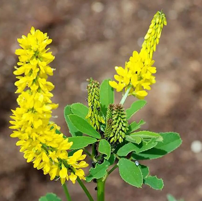 sweet clover seeds - Herbal Plant