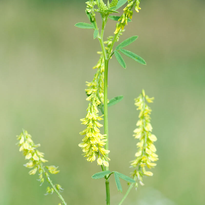 sweet clover seeds - Herbal Plant